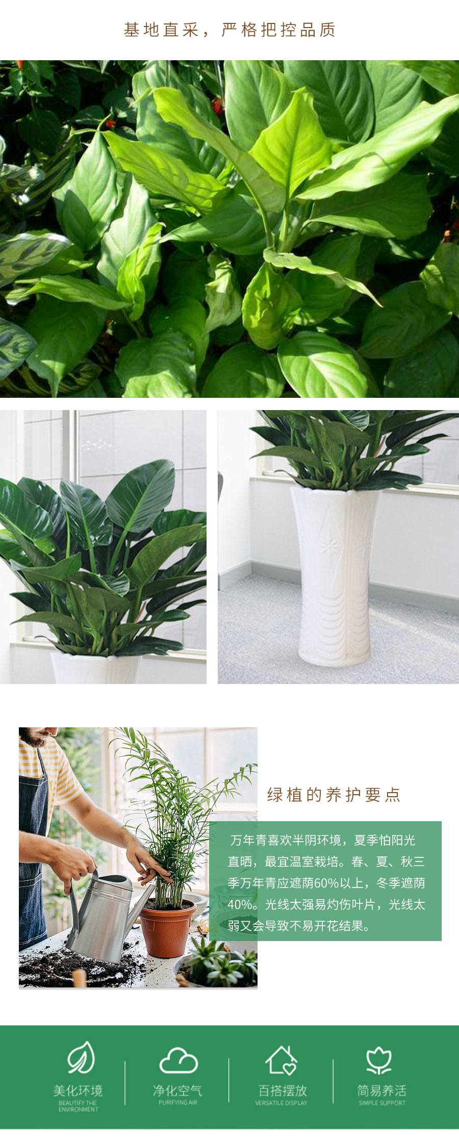 万年青盆栽 万年青一盆 订花乐